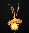 Oncidiums