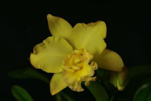 Image 109-1