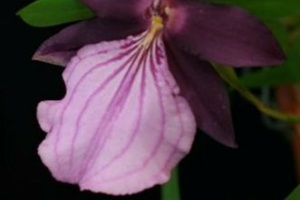 Oncidiums