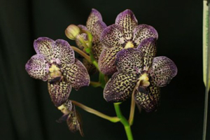 Image 109-9