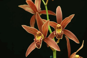 Cymbidium Relatives