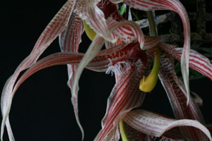 Fall Orchid Growing Tips