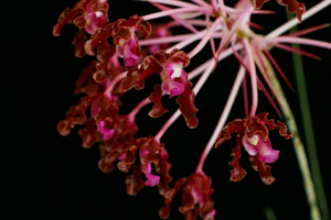 Myrmecophilas and Schomburgkias