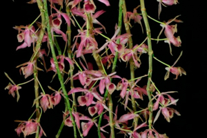 Spring Orchid Growing Tips