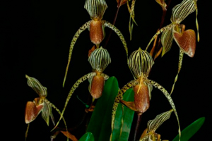 Paphiopedilum Relatives