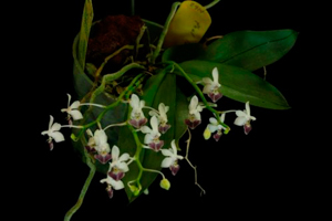 Orchid Roots