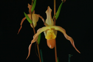 Image 118-11