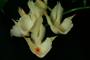 Vandas