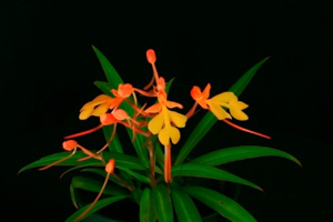 General Orchid Growing Tips