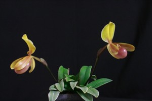 Paphiopedilums