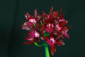 Image 129-9