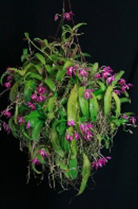 Phalaenopsis