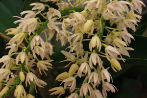 Orchids Brought to the Show Table