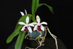 Image 143-7