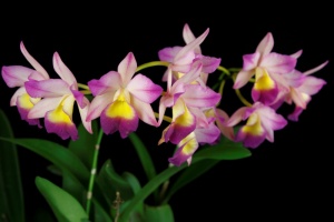 Member's Choice from the Show Table