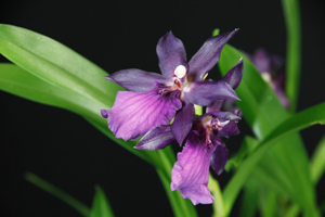 Image 165-6
