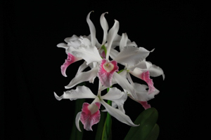 Image 172-5