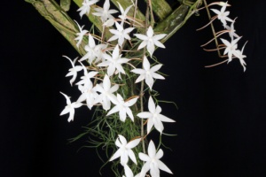 Image 176-9