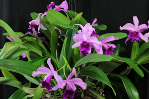 Member's Choice from the Show Table