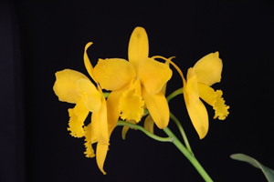 Image 201-2