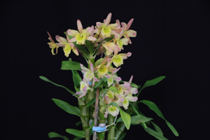 Image 201-9