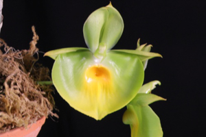 Member's Choice from the Show Table