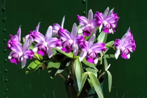 Member's Choice from the Show Table