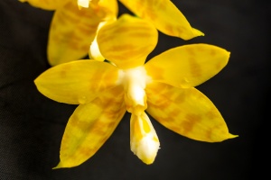 Image 252-10