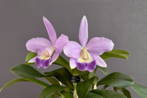 Image 270-6