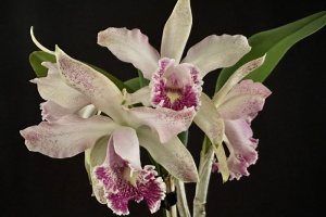 Photo of the Month from the Show Table