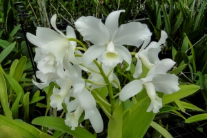 Photo of the Month from the Show Table