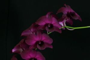 Dendrobiums