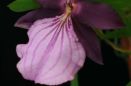 Brassias and Miltonias