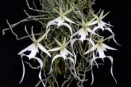 The Dearly Departed Orchids