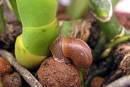 End of the Year Slugfest - Snails and Slugs
