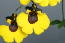 Orchid Growing for Beginners