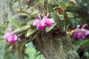 Types of Orchid Growth
