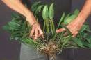 Your First Orchid