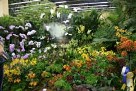 General Orchid Culture