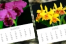 Monthly Orchid Growing Advice