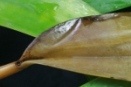 Orchid Pests and Diseases