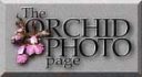 Orchid Photography