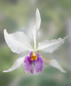 Image 2019-01