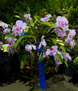 Image 2020-03