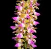 March in Your Orchid Collection