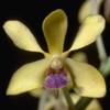 April in Your Orchid Collection
