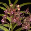 May in Your Orchid Collection