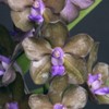 September in Your Orchid Collection