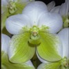 December in Your Orchid Collection