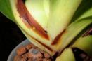 Erwinia, Brown Rot on Paphiopedilum Orchid